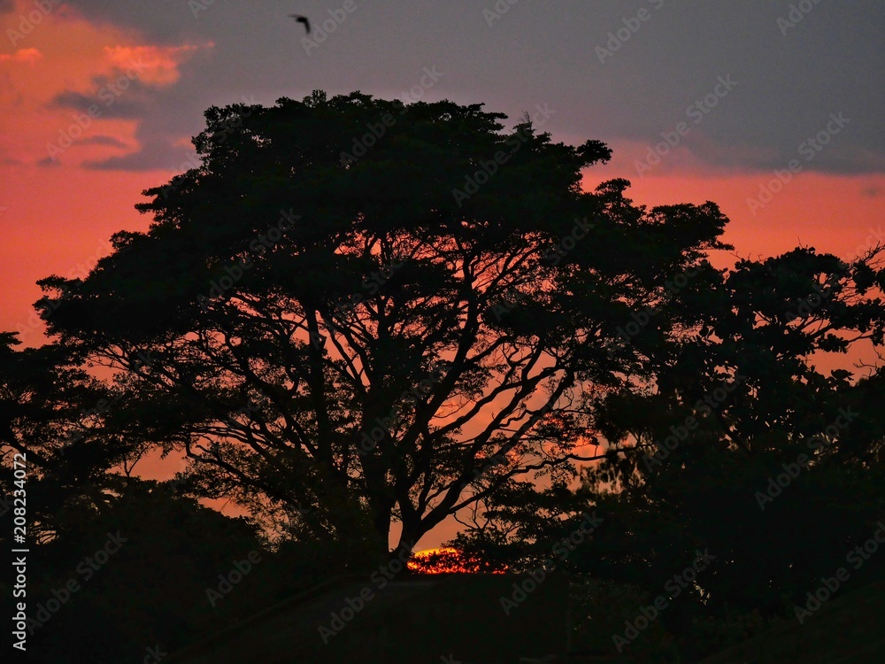Fototapeta premium Silhouette of a tree under pink skies