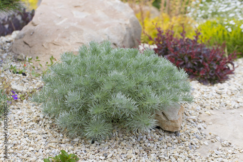 Artemisia santonicum Medicinal plant used in medicine