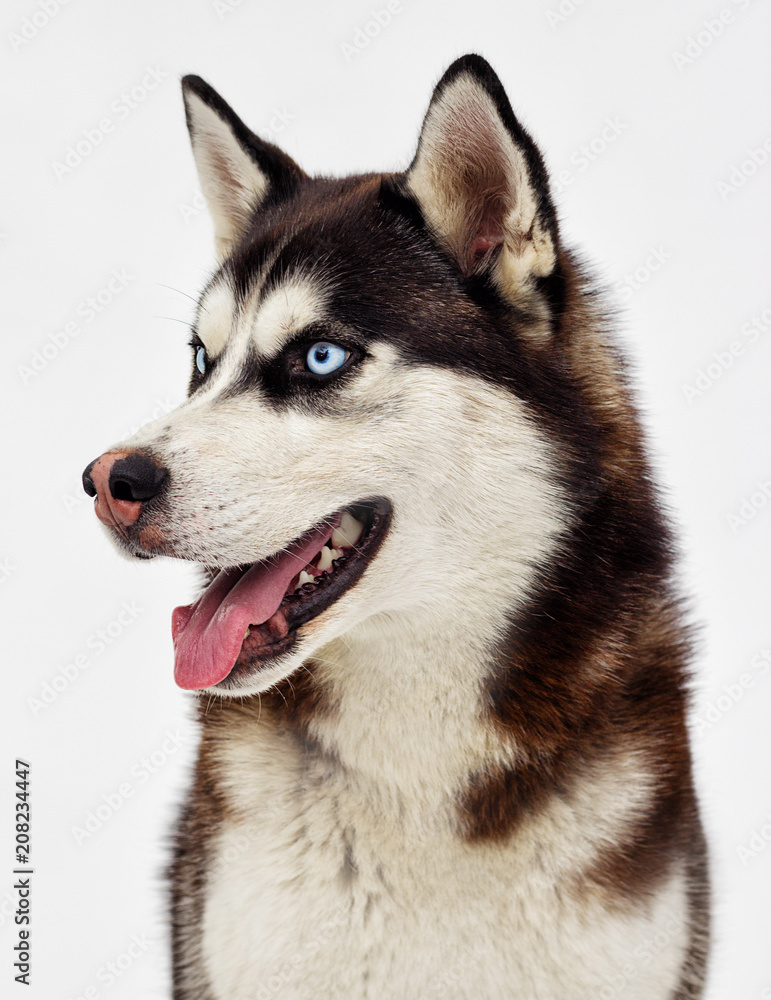 dog breed Siberian husky