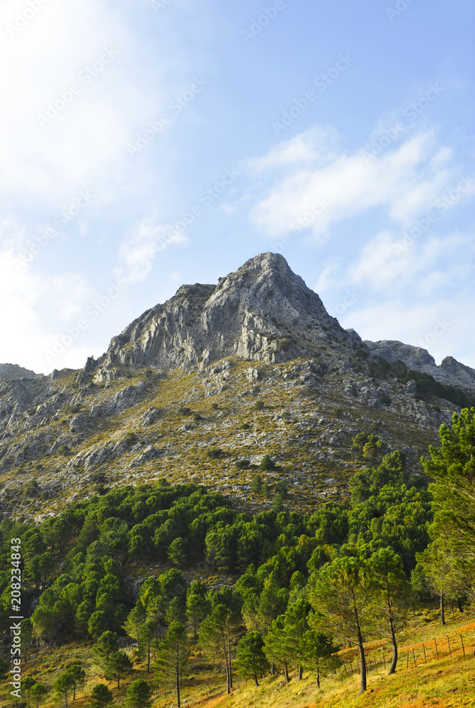 Pine forerst in Sierra de Grazalema Natural Park, province of Cadiz, Andalusia, Spain