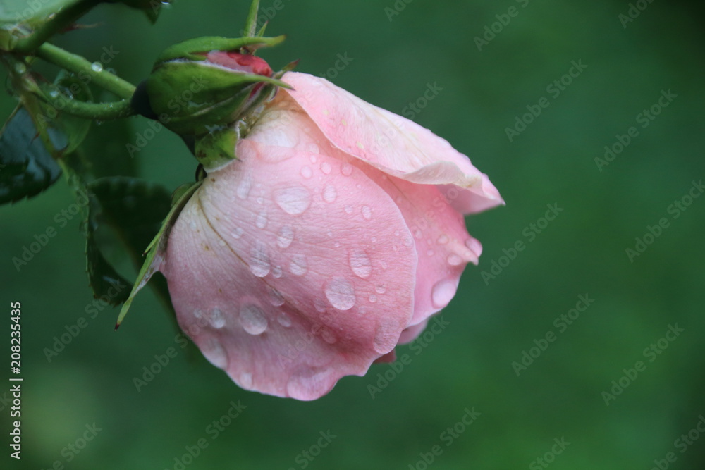 Obraz premium rosa Rose mit Regentropfen