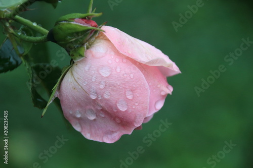 rosa Rose mit Regentropfen
