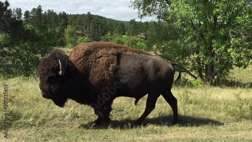 Massive bull bison buffalo walking in the wild