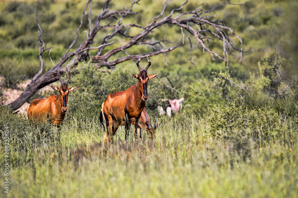 Red Hartebeest, Alcelaphus buselaphus caama, in tall grass, Kalahari South Africa Red Hartebeest, Alcelaphus buselaphus caama, in tall grass, Kalahari South Africa