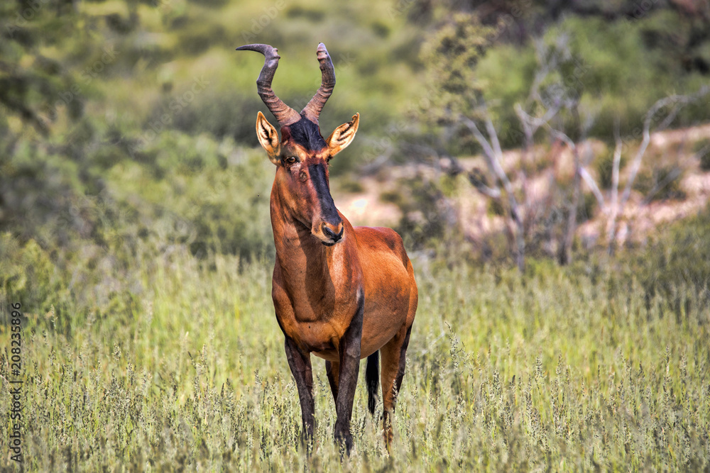 Red Hartebeest, Alcelaphus buselaphus caama, in tall grass, Kalahari South Africa