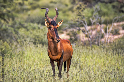 Obraz na płótnie Red Hartebeest, Alcelaphus buselaphus caama, in tall grass, Kalahari South Africa w salonie