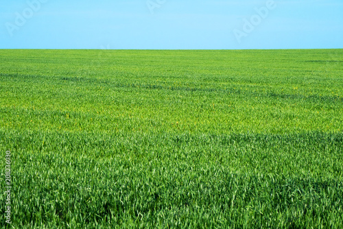 Endless green wheat field or grass with blue sky horizon. Hature background in spring