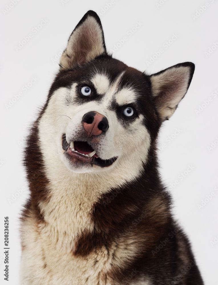 dog breed Siberian husky
