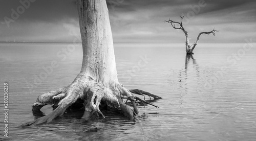 Raices