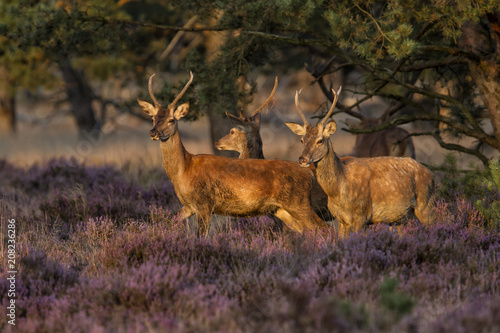 Young red deer males in the rutting seasons on the moorlands in the forest of Hoge Veluwe National Park in The Netherlands © henk bogaard