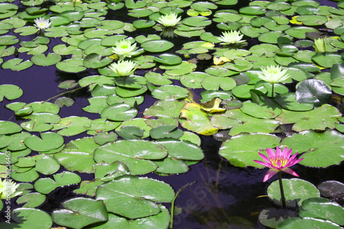 Small quiet pond with water lilies and other plants