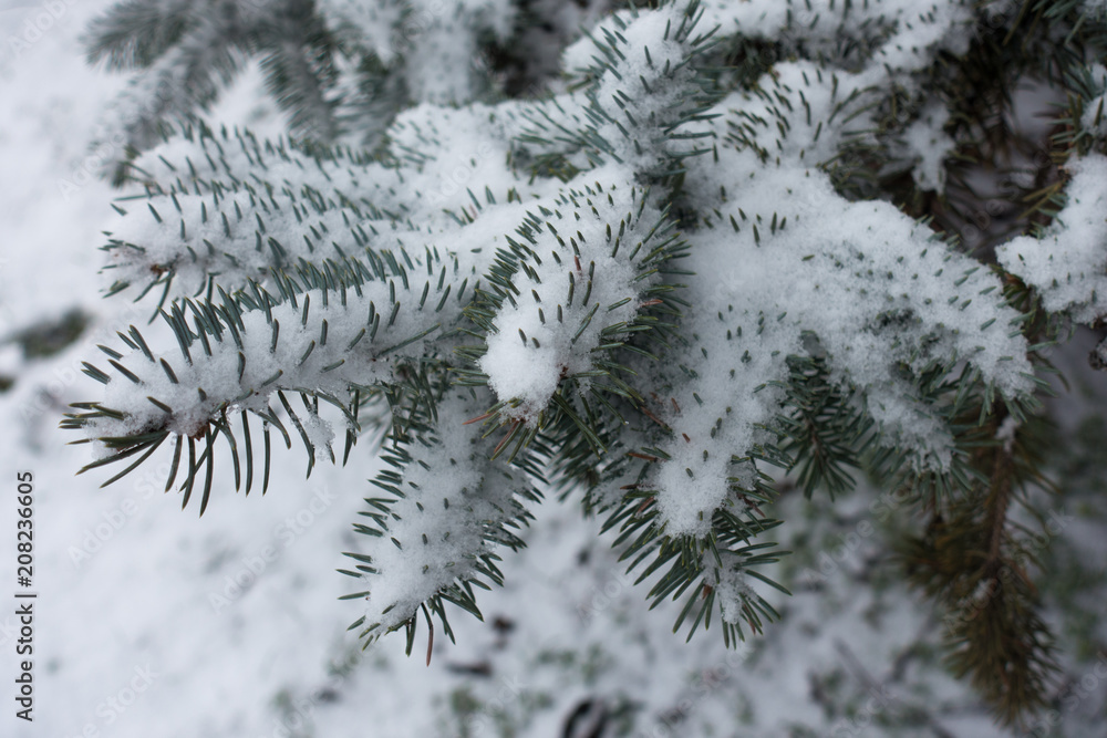 Foliage of blue spruce covered with snow