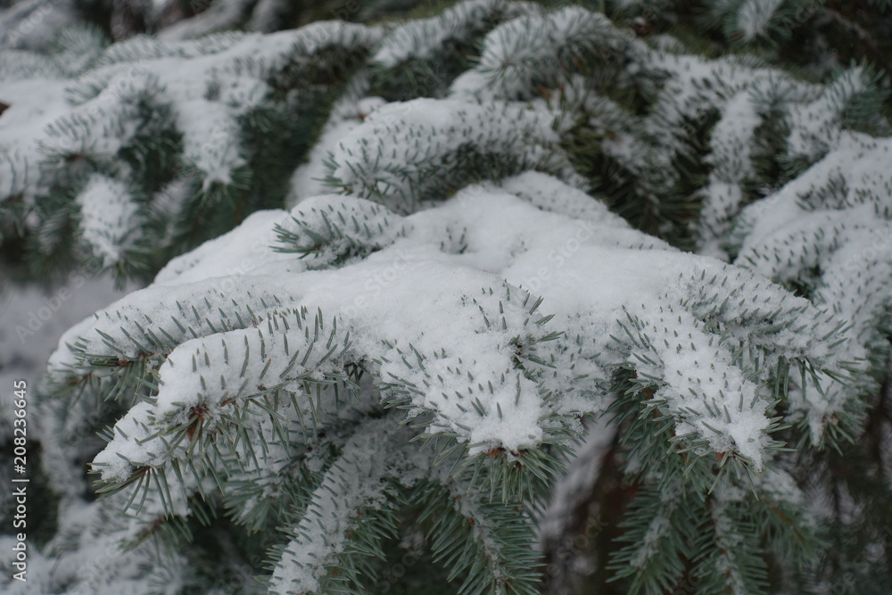 Grayish green foliage of blue spruce covered with snow