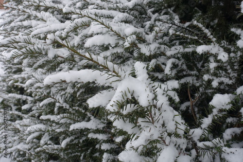 Needles of yew covered with snow in winter © Anna