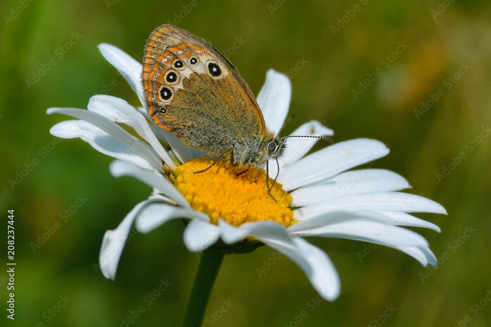 Fototapeta premium Farfalla