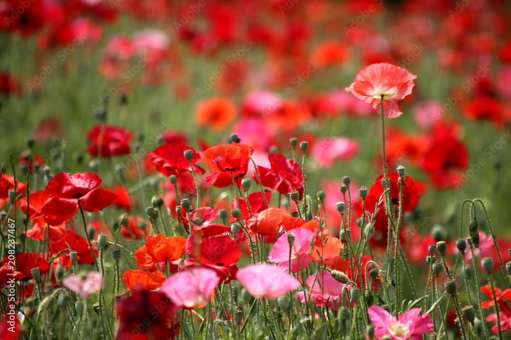 Fototapeta premium poppy