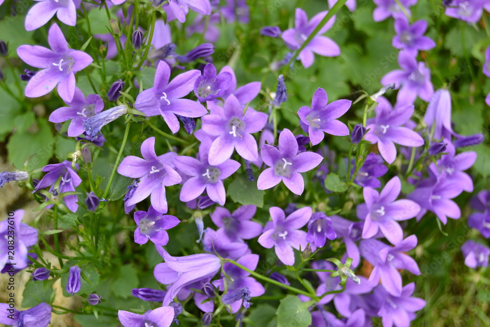 Fiori Fiori