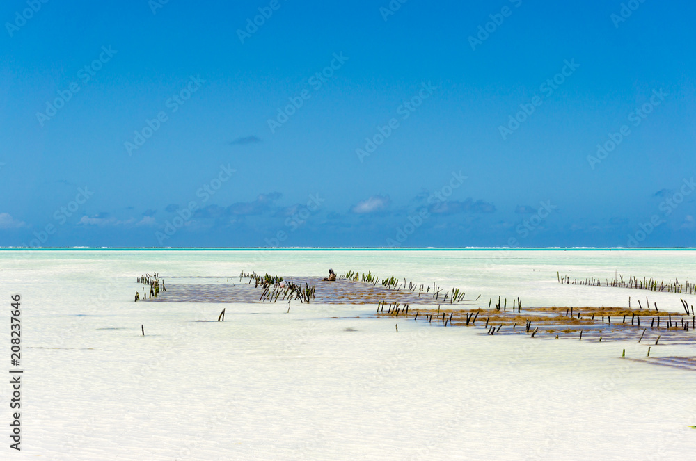 Algae farm field at low tide in Jambiani, Zanzibar, Tanzania Africa