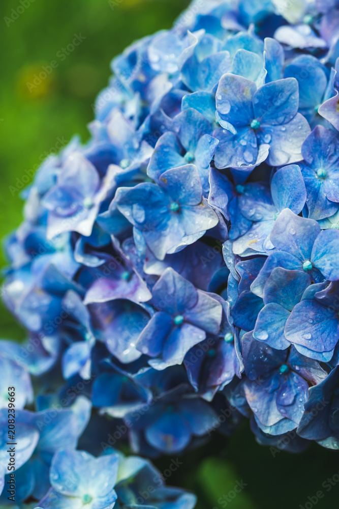hydrangea, Mie, Japan hydrangea, Mie, Japan