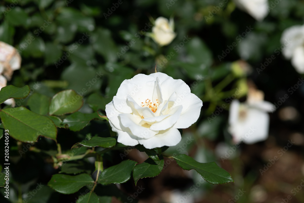 白いばら「ホワイトマジック」の花のアップ 白いばら「ホワイトマジック」の花のアップ
