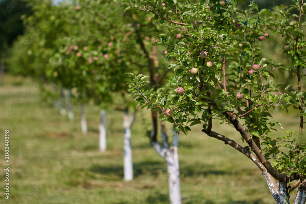 Fototapeta premium Orchard of apple trees