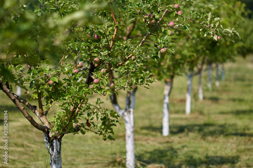 Orchard of apple trees