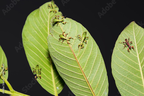 Young leaf insect (Phyllium westwoodi) photo