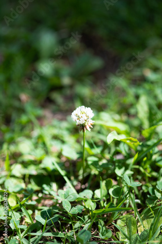 シロツメクサの花