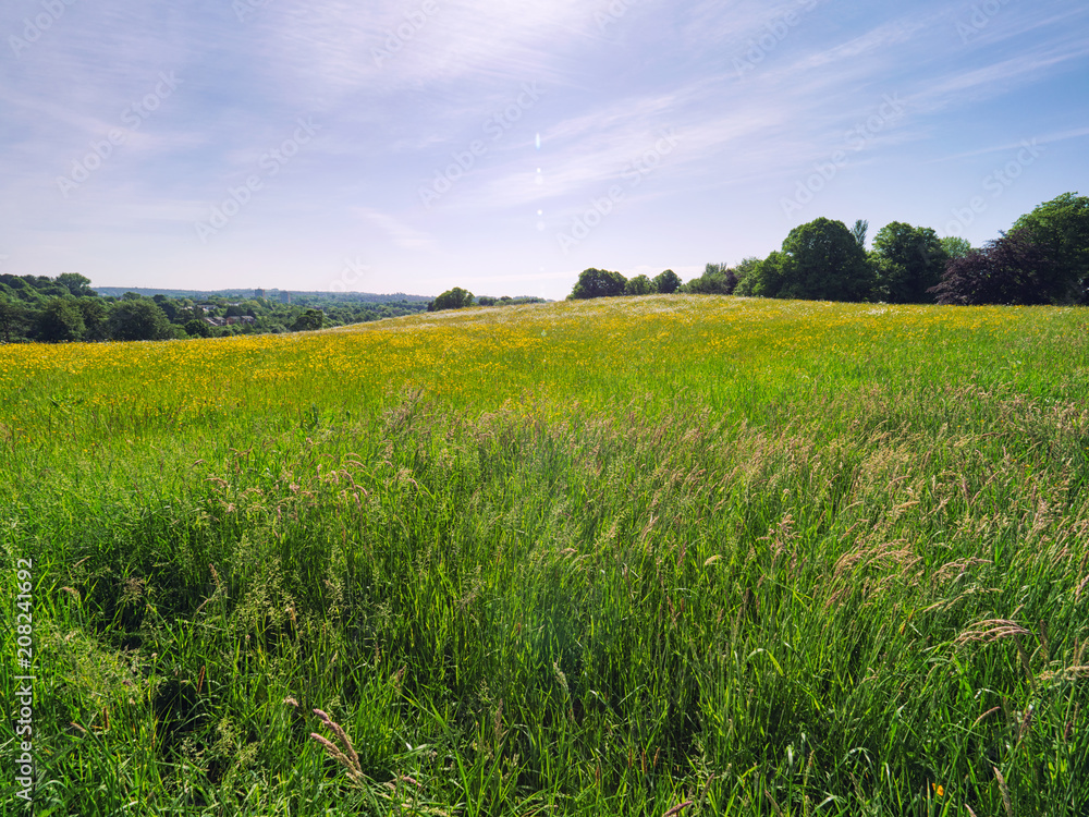 Fototapeta premium Sunny spring countryside,Northern Ireland