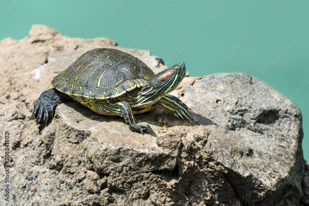 Fototapeta premium Close up of stripe necked terrapin turtle on a rocky stone with raised head - concept nature environment animal pet reptile protection zoo beauty life