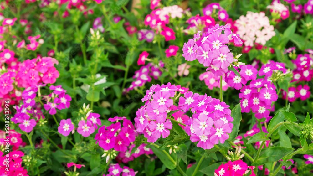 Colorful Phlox drummondii flower in a garden. Colorful Phlox drummondii flower in a garden.