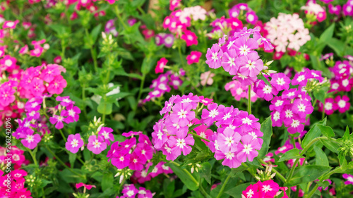 Fototapeta Naklejka Na Ścianę i Meble -  Colorful Phlox drummondii flower in a garden.