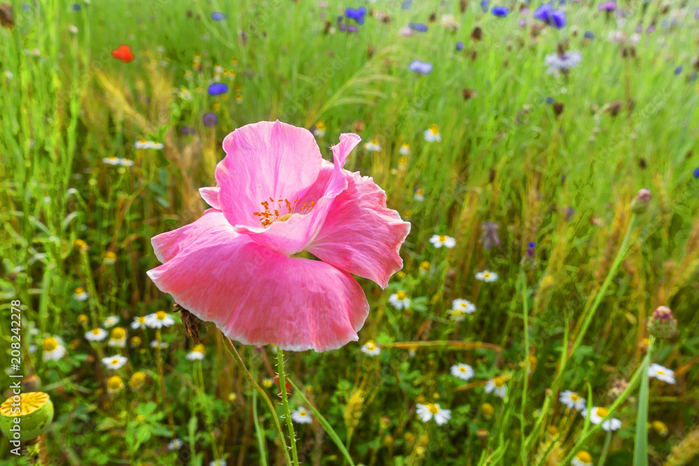 papavero rosa sfondo fiori selvatici Stock Photo | Adobe Stock