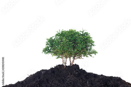 tree in soil isolated on white background