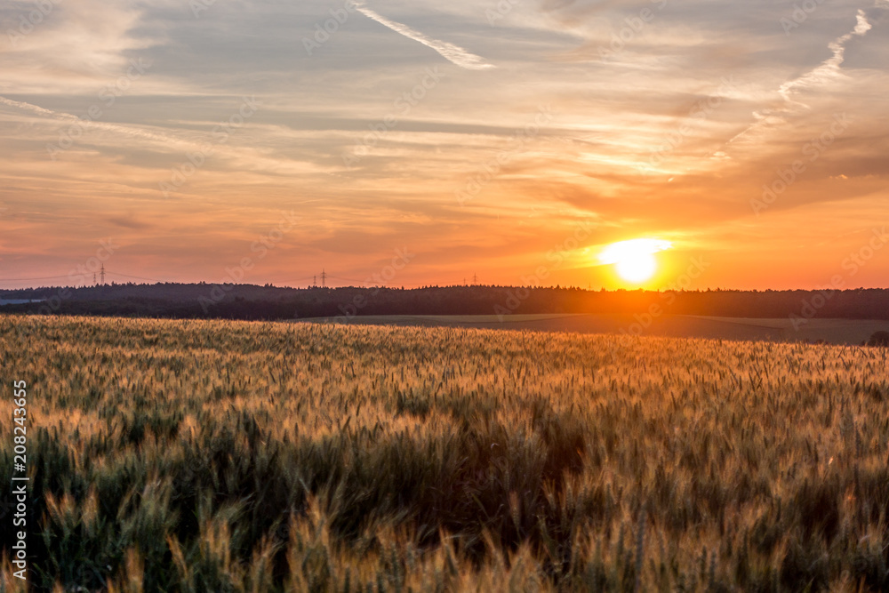 Weizenfeld bei Sonnenuntergang