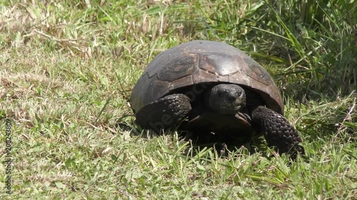 Gopher Tortoise walks towards camera in Florida wetlands