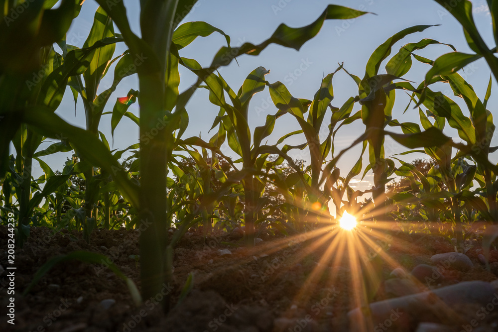 Obraz premium Sonnenuntergang im Kornfeld
