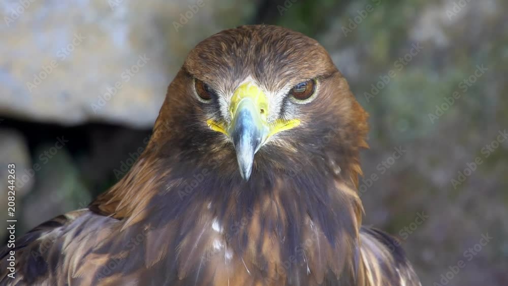 Portrait of Golden Eagle (Aquila chrysaetos)