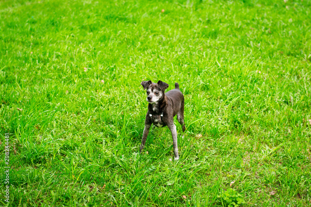 The dog of the Terrier running on the grass