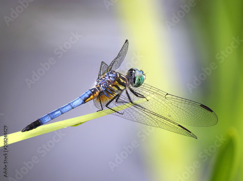 Focus Stacked Image of Blue Dasher Dragonfly