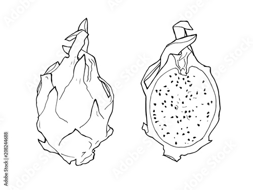 vector line illustration of pitaya. Isolated dragon fruit for label, menu, icon. Black line sketched hand painted fruits on white background. Whole and half of pitahaya