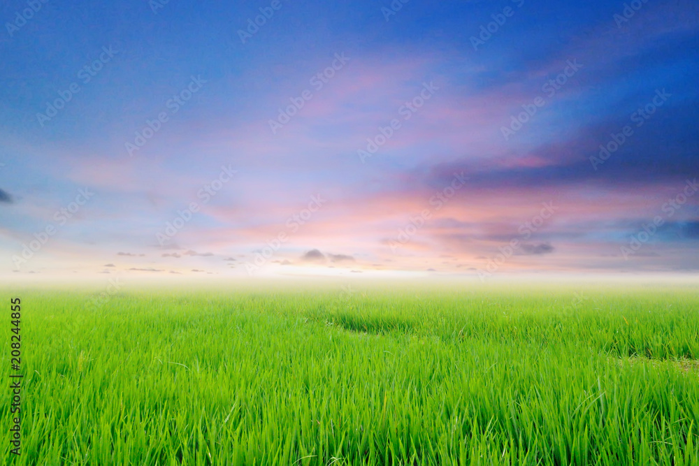 rice field with dramatic sky rice field with dramatic sky
