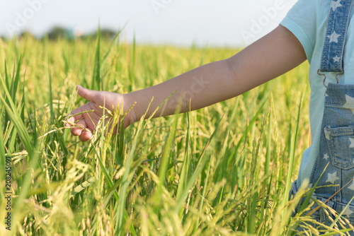 child hand with rice field