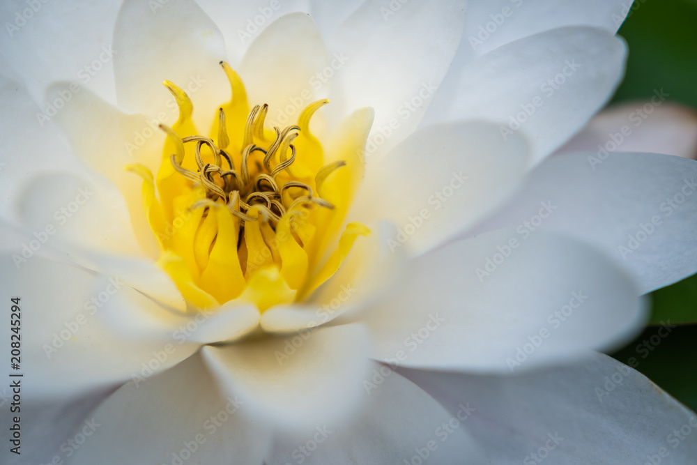 Obraz premium Makro einer weissen Seerose mit gelber Blüte