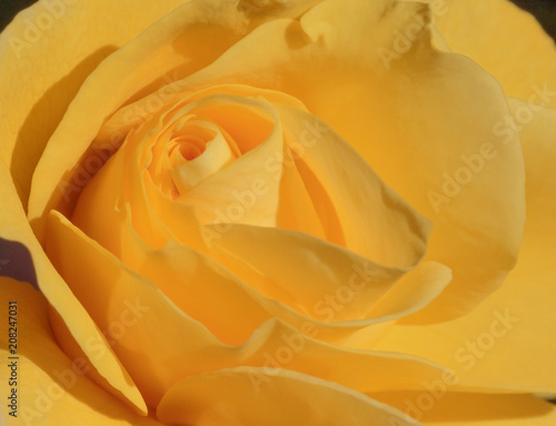 close up of yellow rose flower