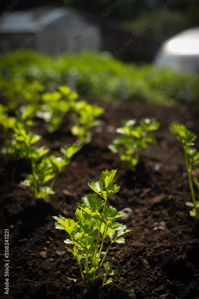 Rows of Seedling Plants Growing in Soil With Greenhouses in the Background in Scotland Rows of Seedling Plants Growing in Soil With Greenhouses in the Background in Scotland