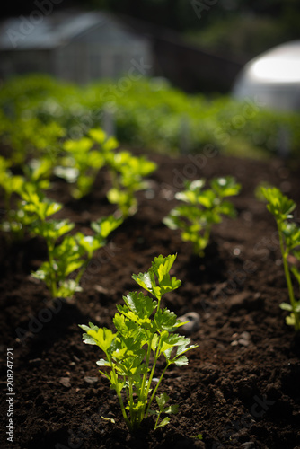 Rows of Seedling Plants Growing in Soil With Greenhouses in the Background in Scotland