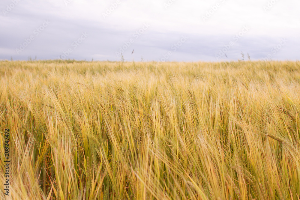 green field of wheat