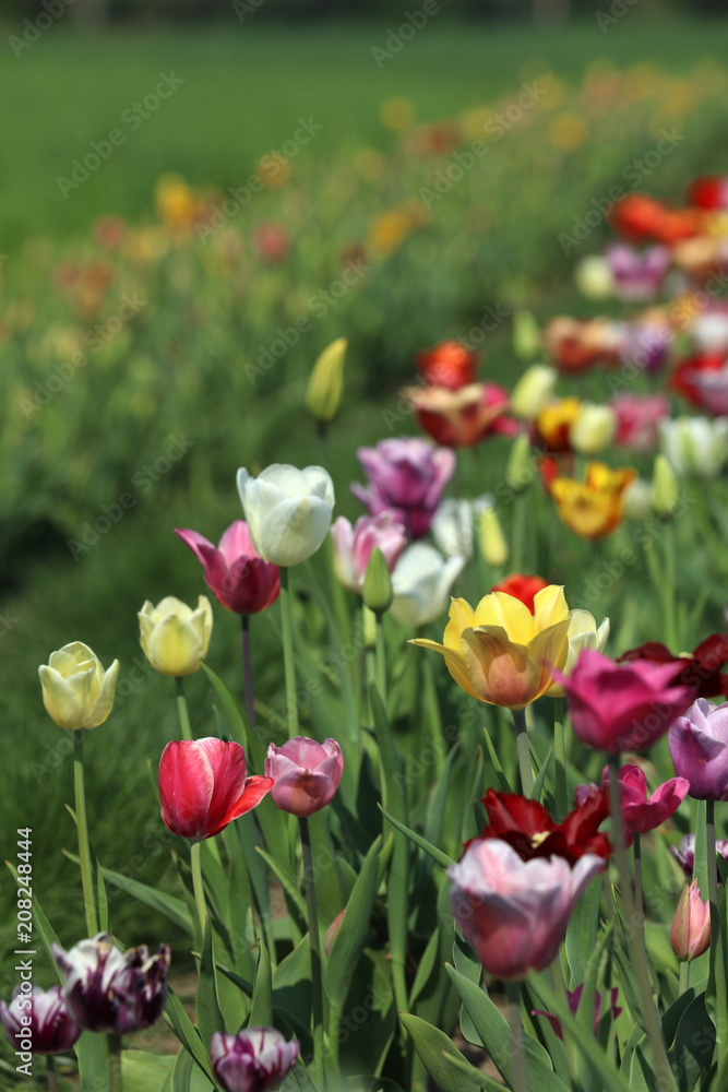Blühende Tulpen in einem Tulpenfeld Blühende Tulpen in einem Tulpenfeld