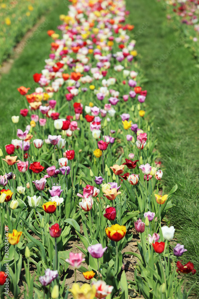 Blühende Tulpen in einem Tulpenbeet Blühende Tulpen in einem Tulpenbeet